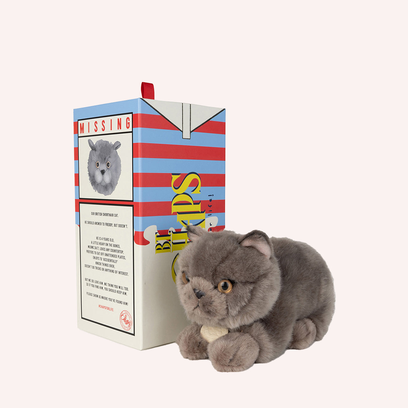 Freddy the British Shorthair in giftbox