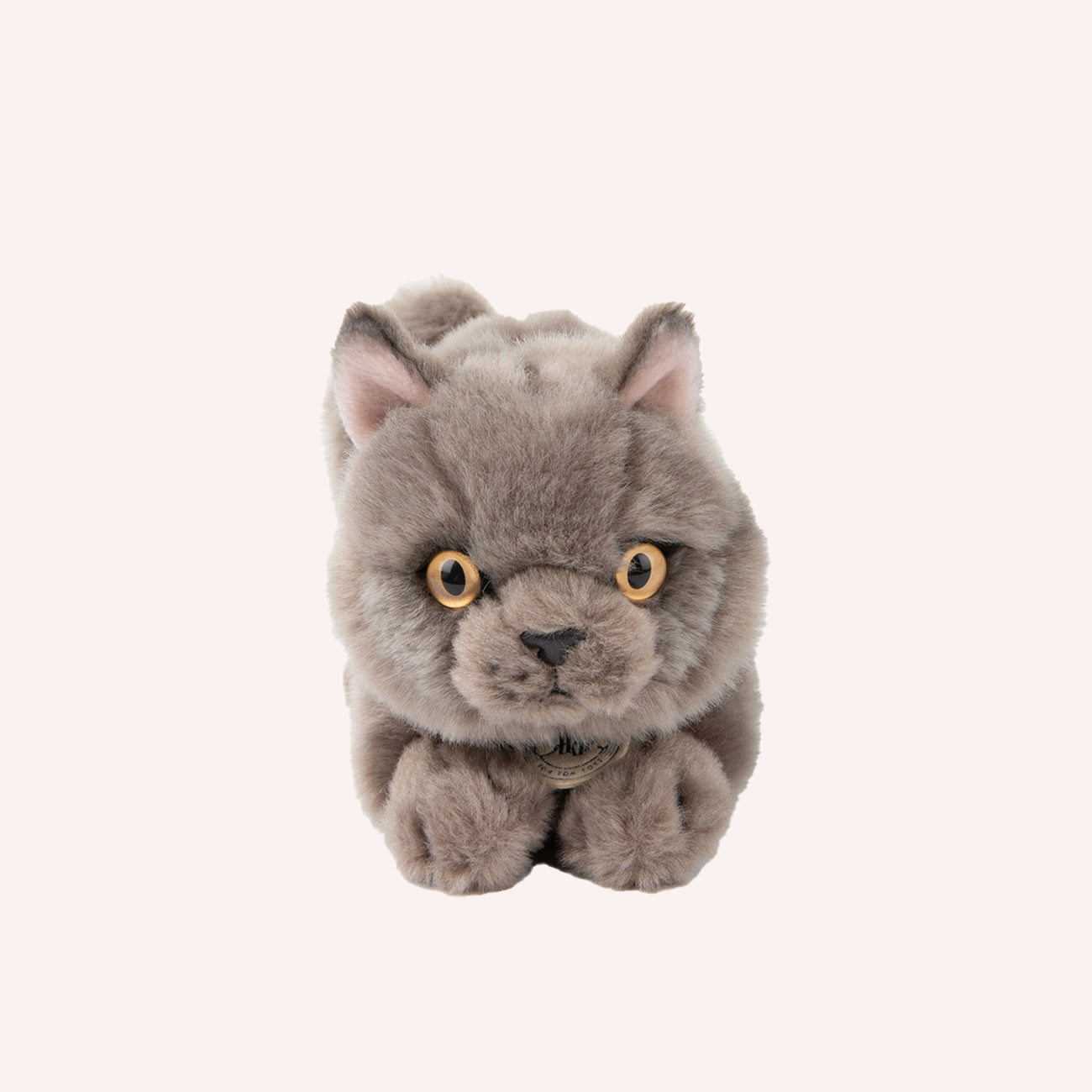 Freddy the British Shorthair in giftbox